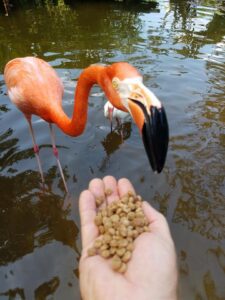 A hand holding food in front of two flamingos.