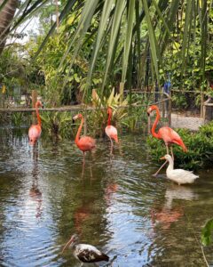 A group of flamingos and ducks in water.