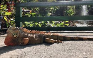 A large lizard laying on the ground near a bench.