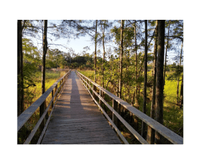 A wooden bridge in the middle of a forest.