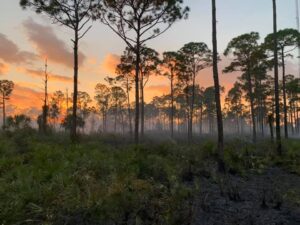 Corkscrew Swamp